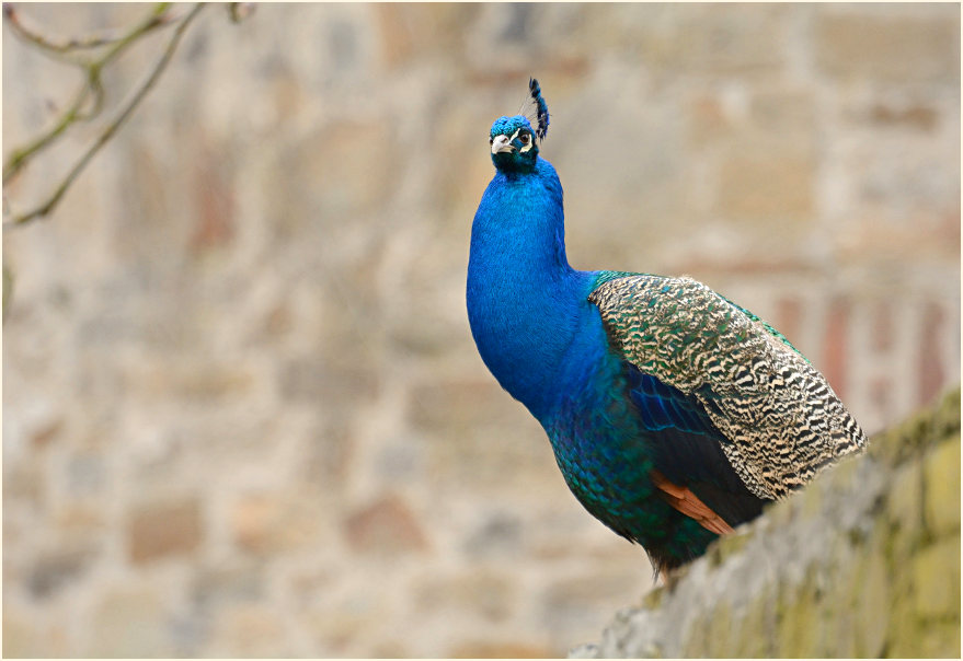 Pfau (Pavo cristatus)