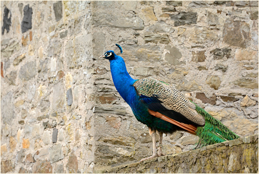 Pfau (Pavo cristatus)