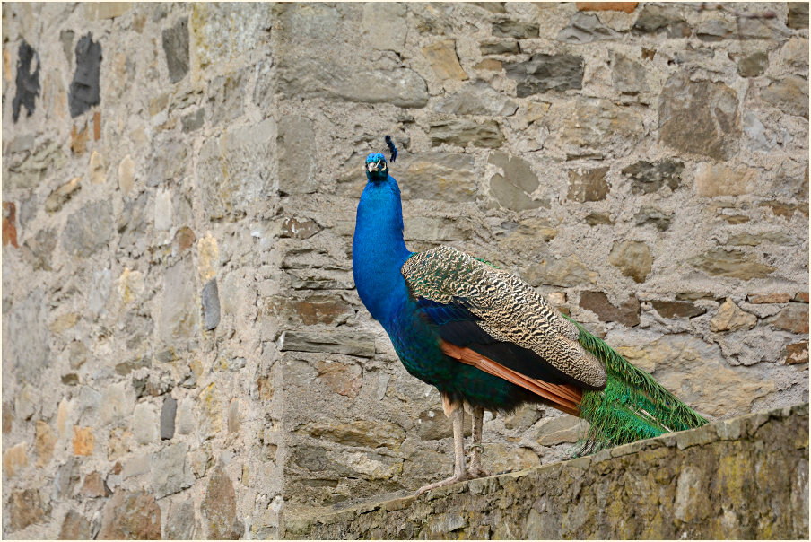 Pfau (Pavo cristatus)