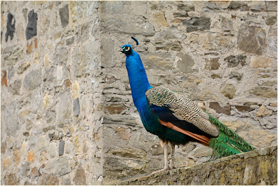 Pfau (Pavo cristatus)