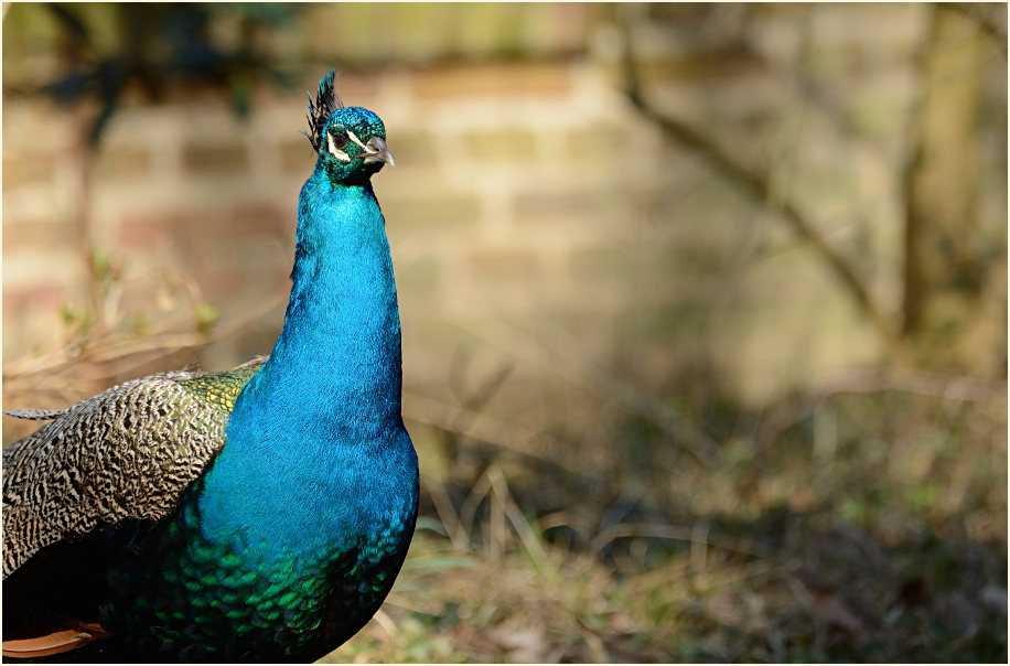 Pfau (Pavo cristatus)