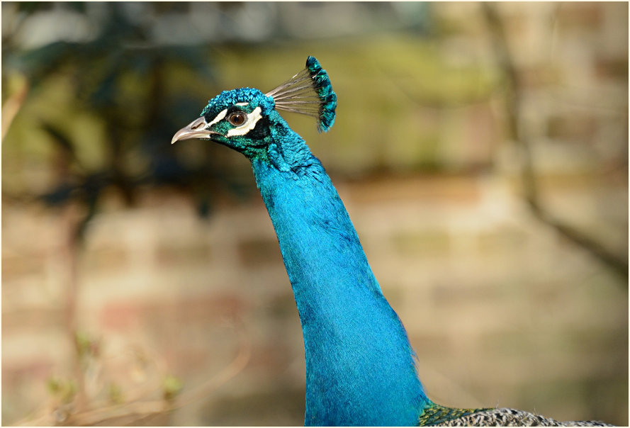 Pfau (Pavo cristatus)