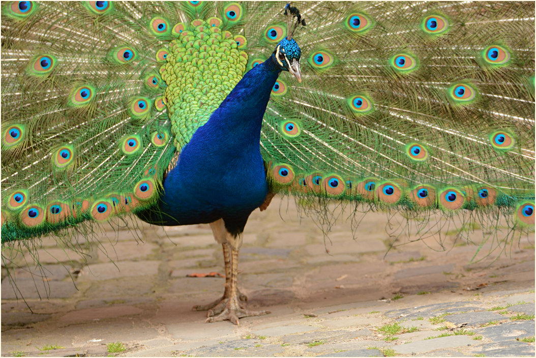 Pfau (Pavo cristatus)