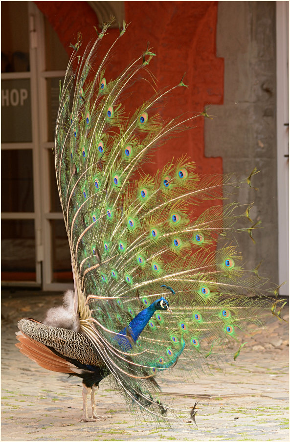 Pfau (Pavo cristatus)