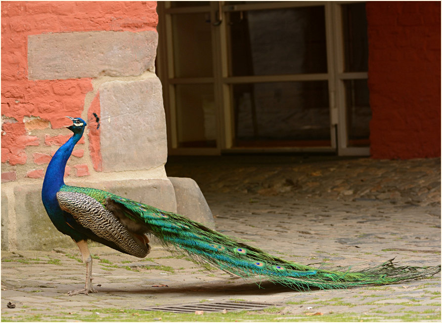 Pfau (Pavo cristatus)