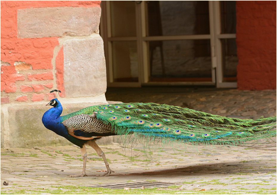 Pfau (Pavo cristatus)