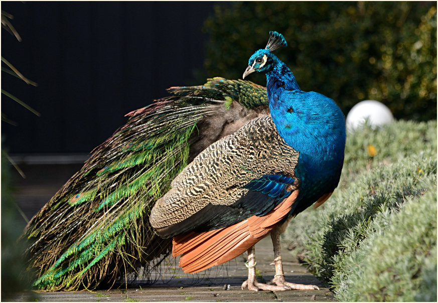 Pfau (Pavo cristatus)
