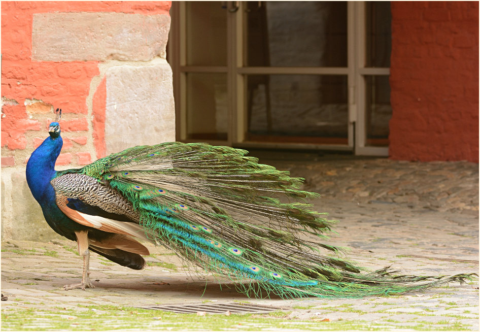 Pfau (Pavo cristatus)
