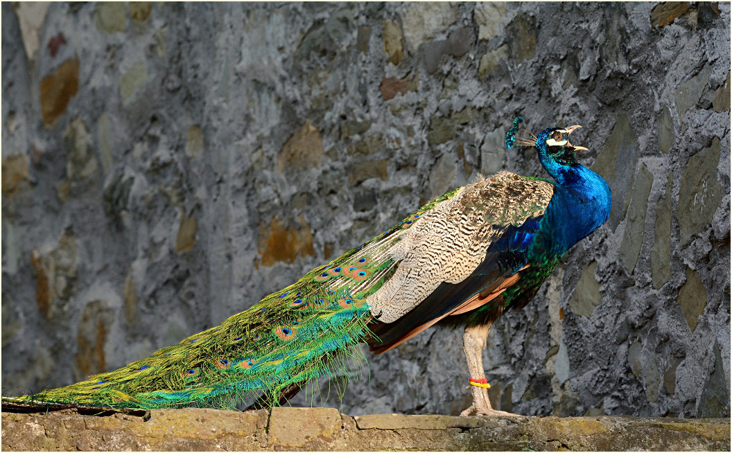 Pfau (Pavo cristatus)
