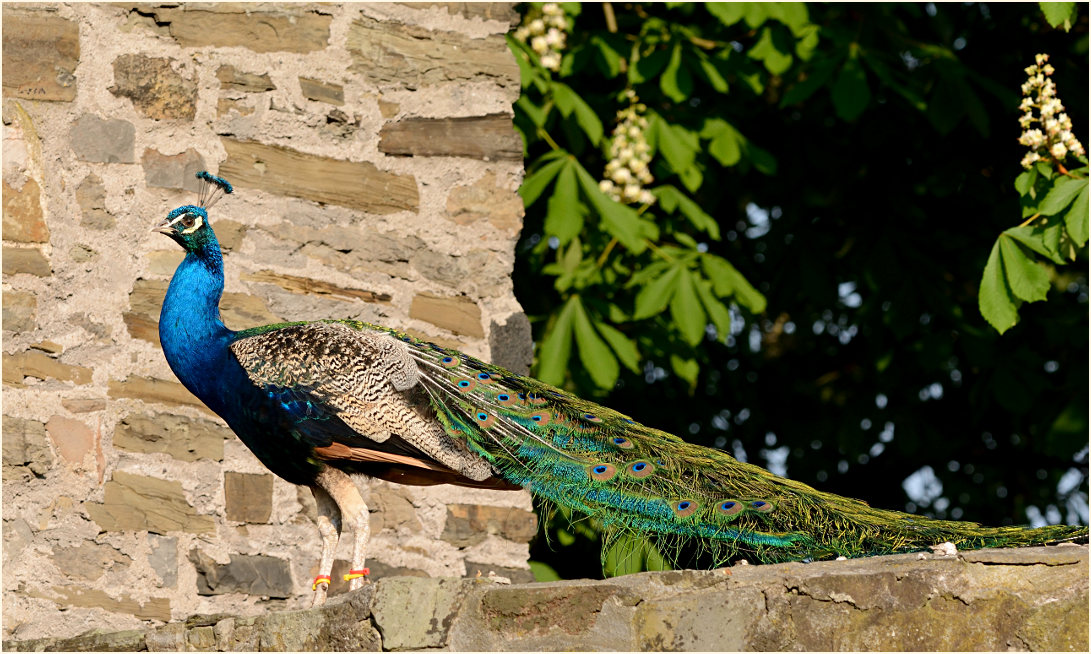 Pfau (Pavo cristatus)