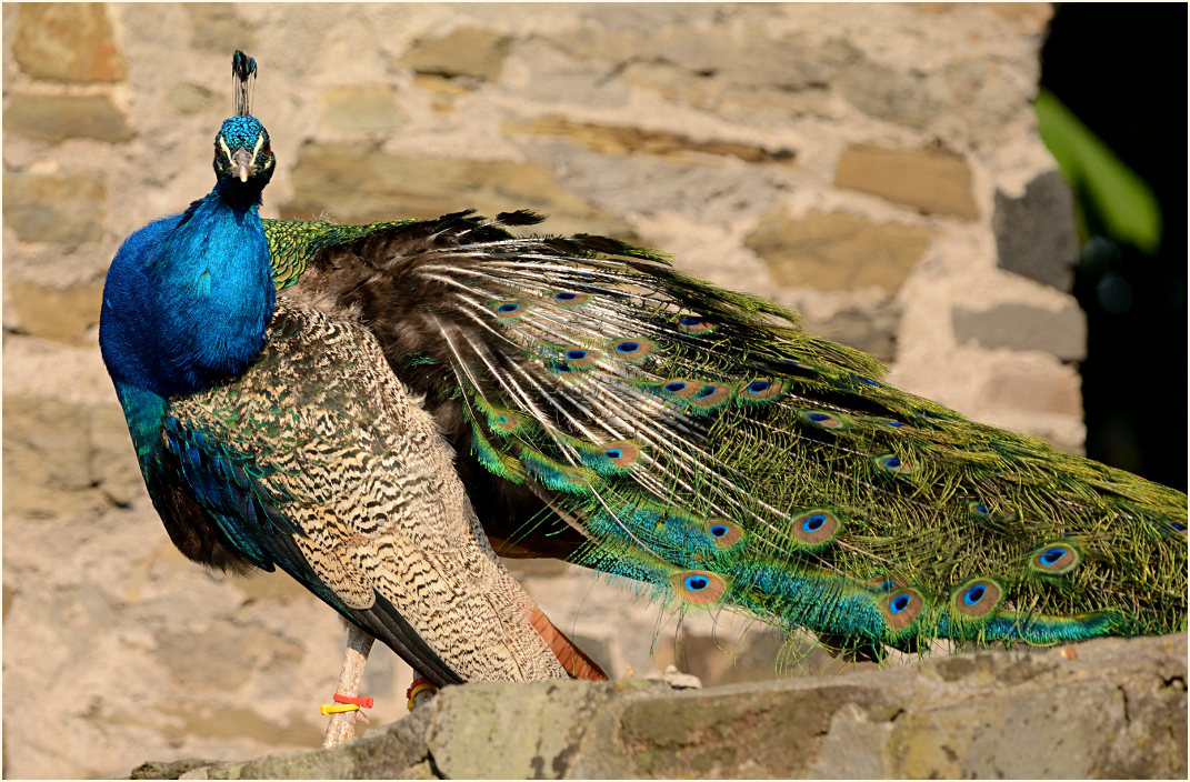 Pfau (Pavo cristatus)