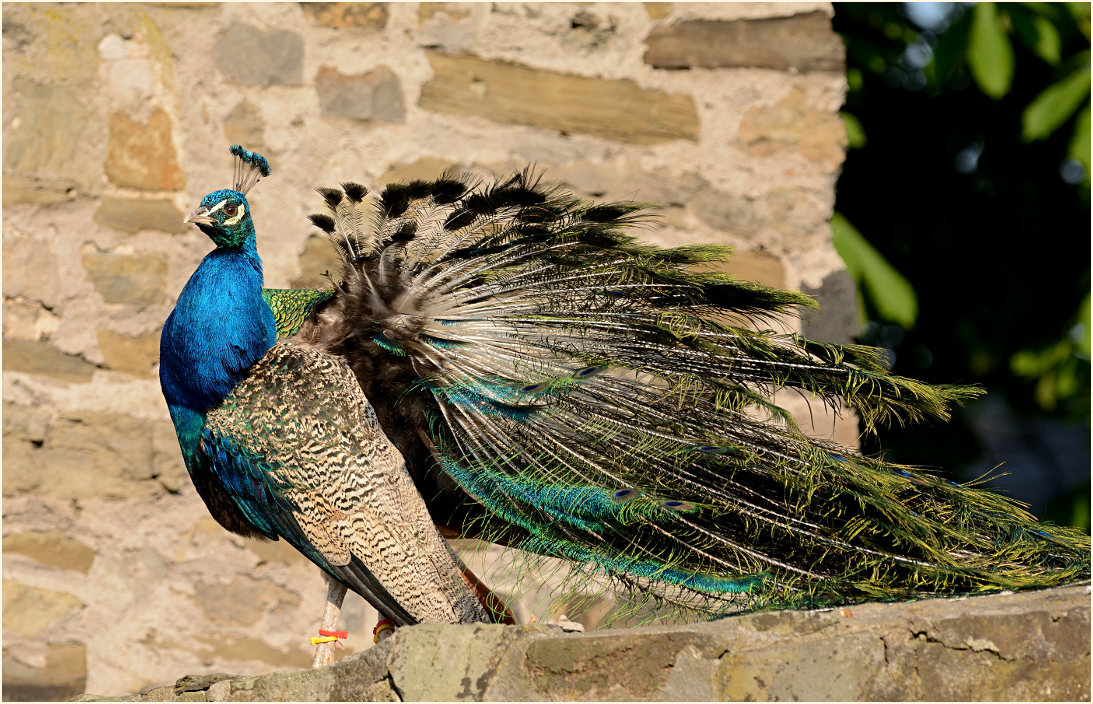 Pfau (Pavo cristatus)