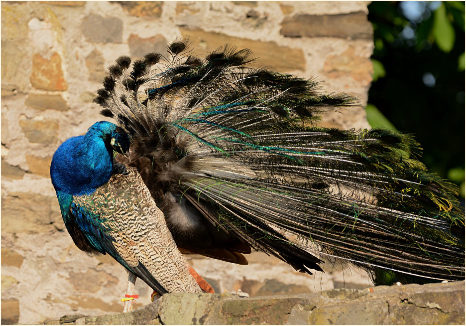 Pfau (Pavo cristatus)