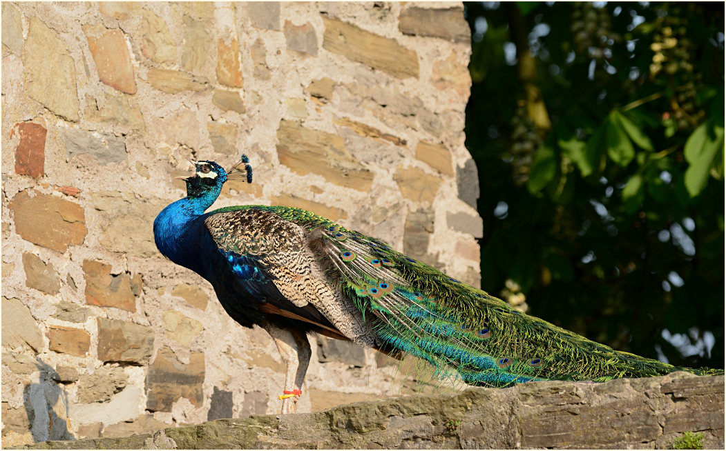 Pfau (Pavo cristatus)