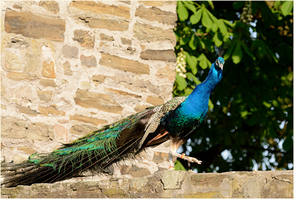 Pfau (Pavo cristatus)