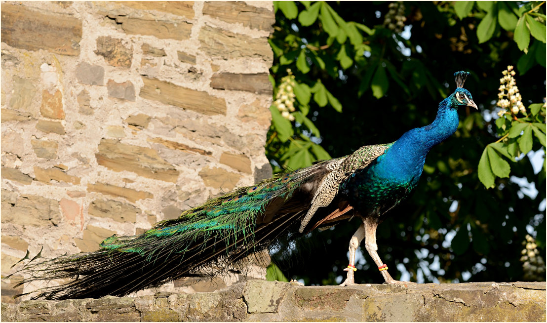 Pfau (Pavo cristatus)