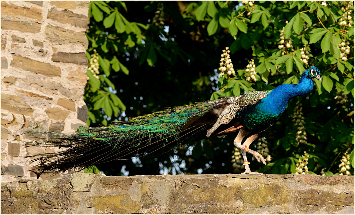 Pfau (Pavo cristatus)