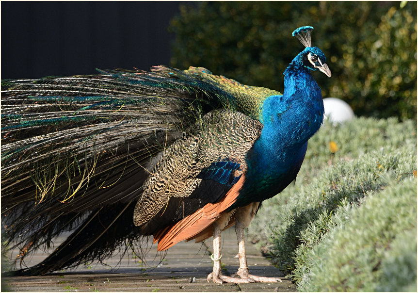 Pfau (Pavo cristatus)