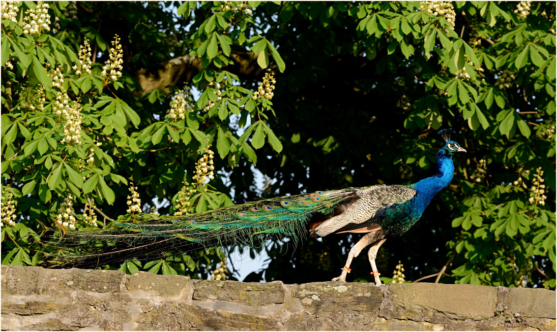 Pfau (Pavo cristatus)