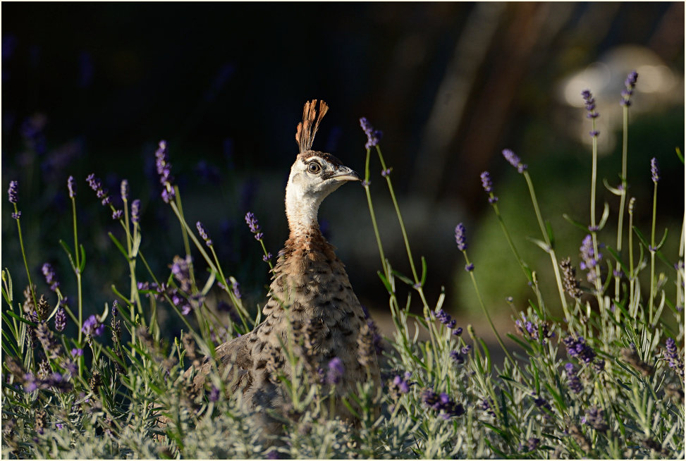 Pfau (Pavo cristatus)