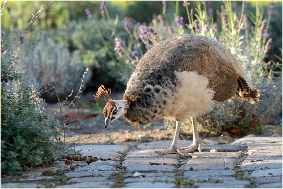 Pfau (Pavo cristatus)