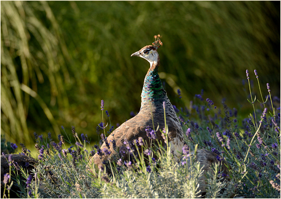 Pfau (Pavo cristatus)