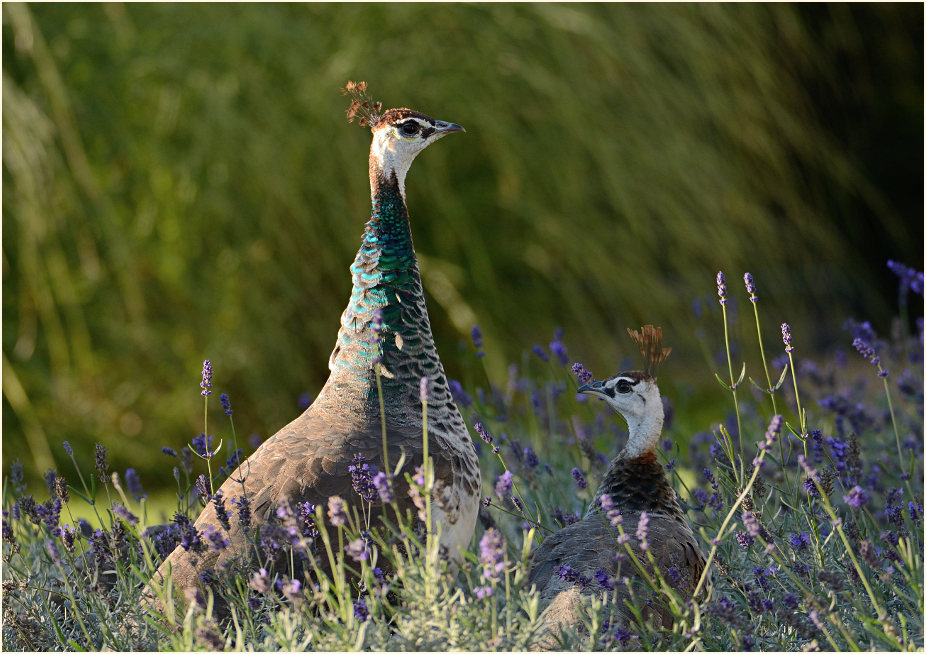 Pfau (Pavo cristatus)