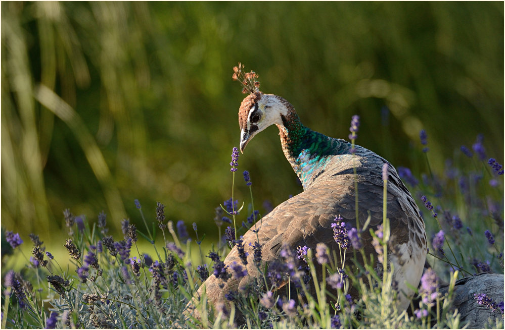 Pfau (Pavo cristatus)