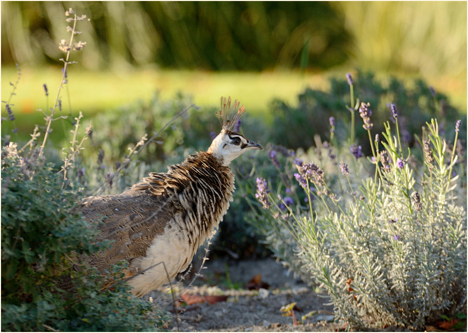 Pfau (Pavo cristatus)