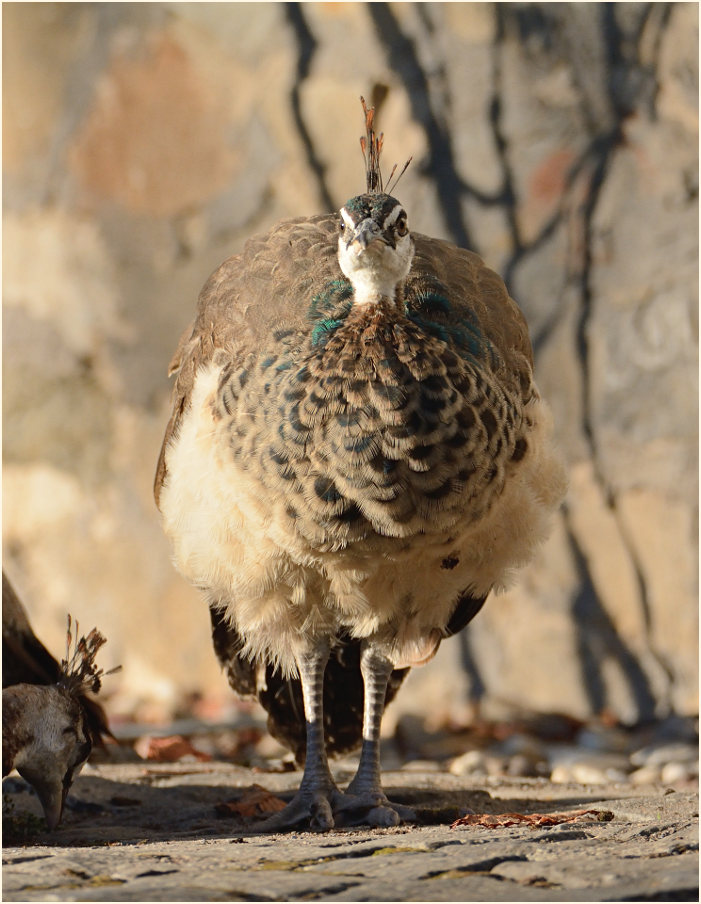 Pfau (Pavo cristatus)