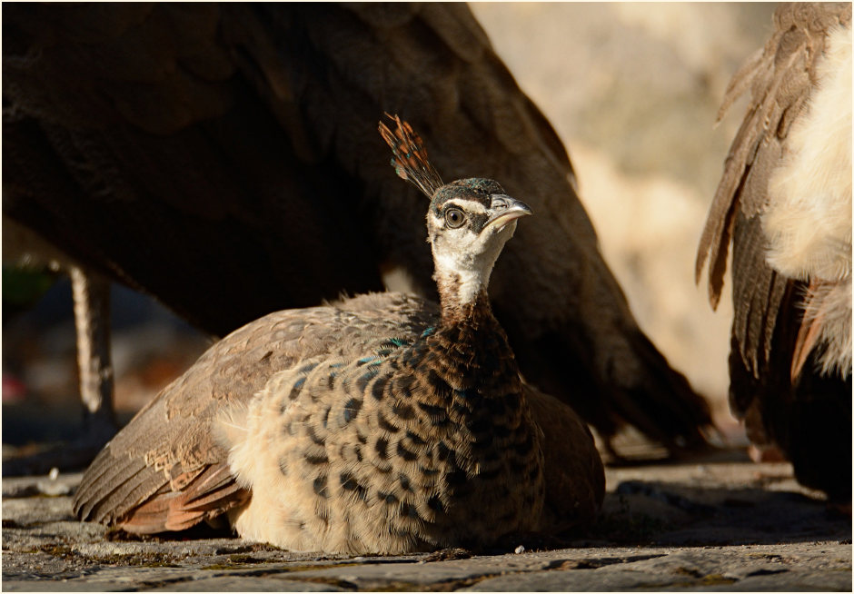 Pfau (Pavo cristatus)
