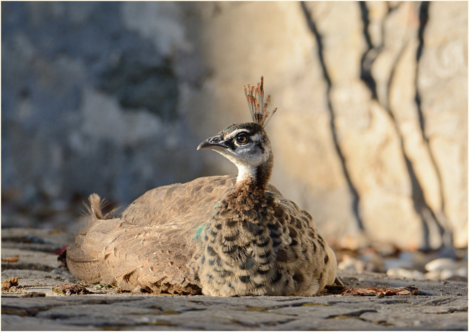 Pfau (Pavo cristatus)