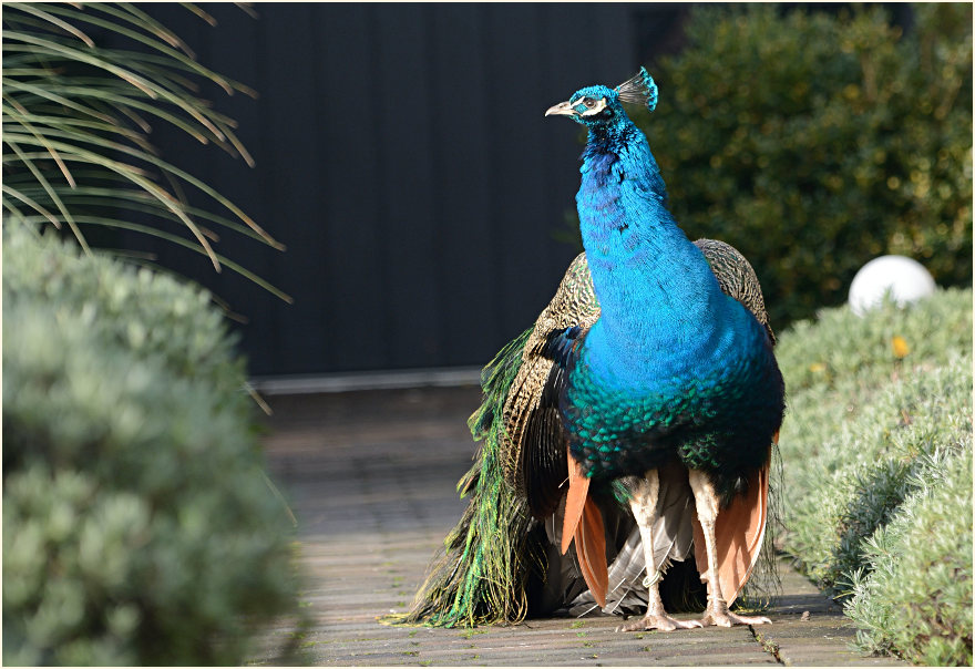 Pfau (Pavo cristatus)