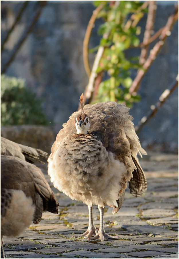 Pfau (Pavo cristatus)