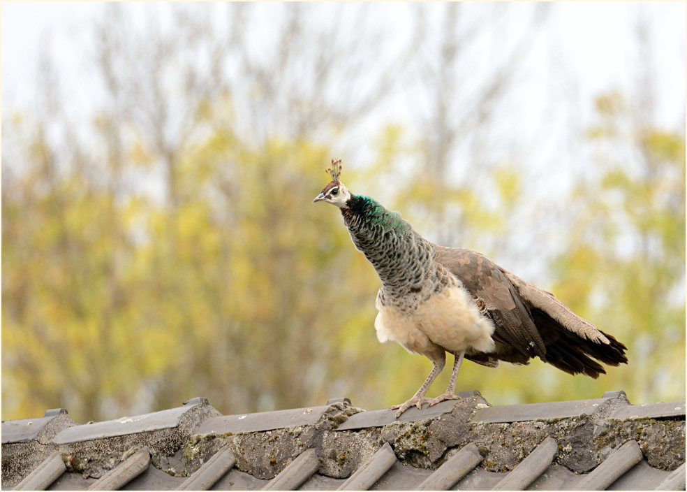 Pfau (Pavo cristatus)