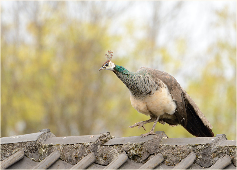 Pfau (Pavo cristatus)