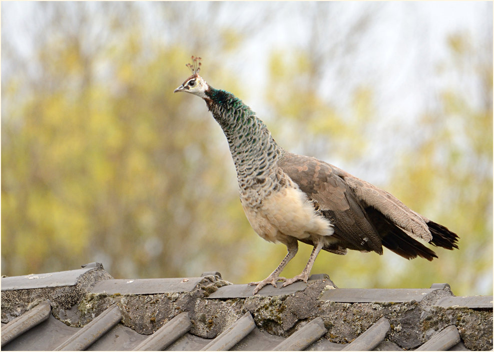 Pfau (Pavo cristatus)