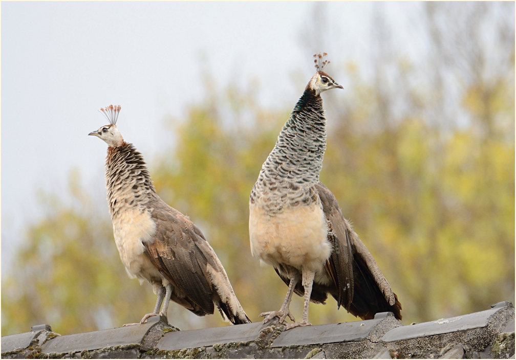Pfau (Pavo cristatus)