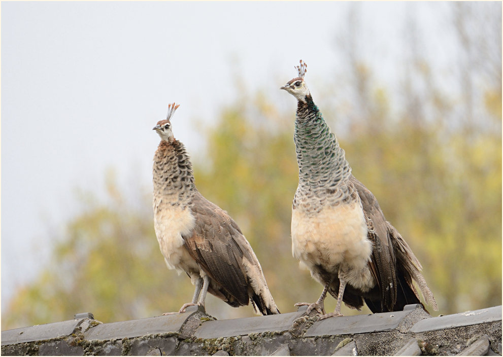 Pfau (Pavo cristatus)