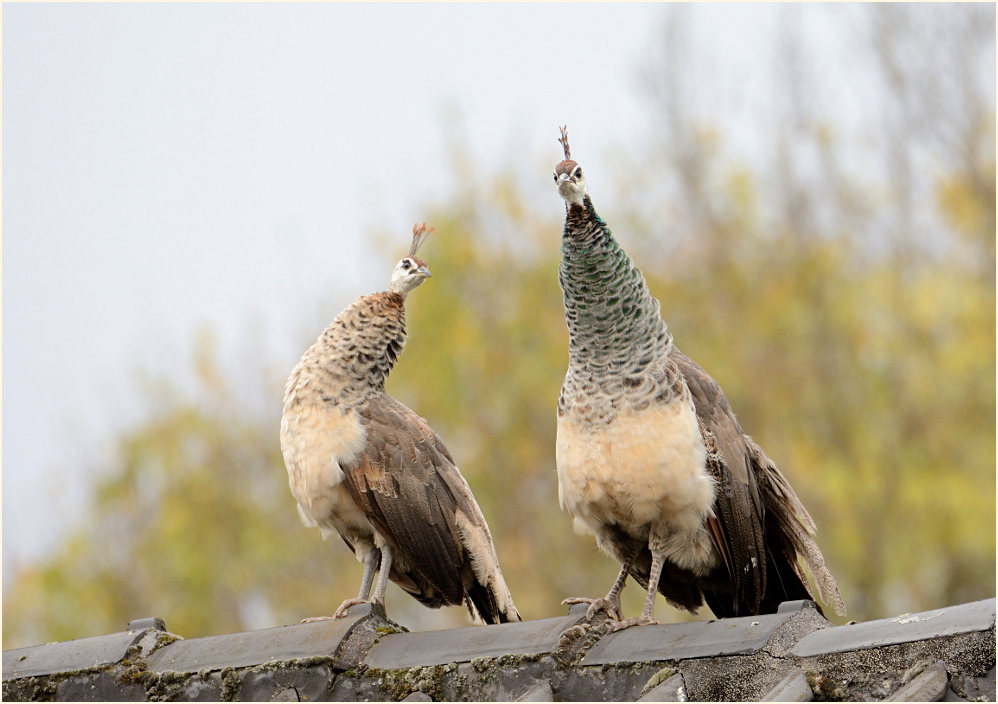 Pfau (Pavo cristatus)