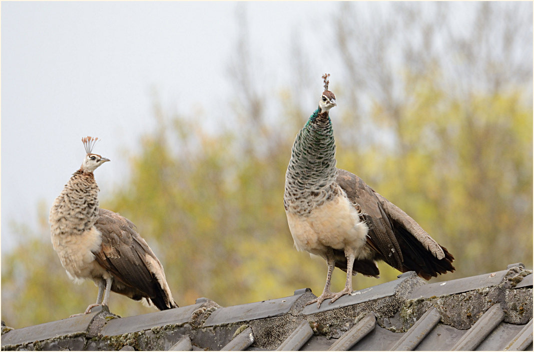 Pfau (Pavo cristatus)