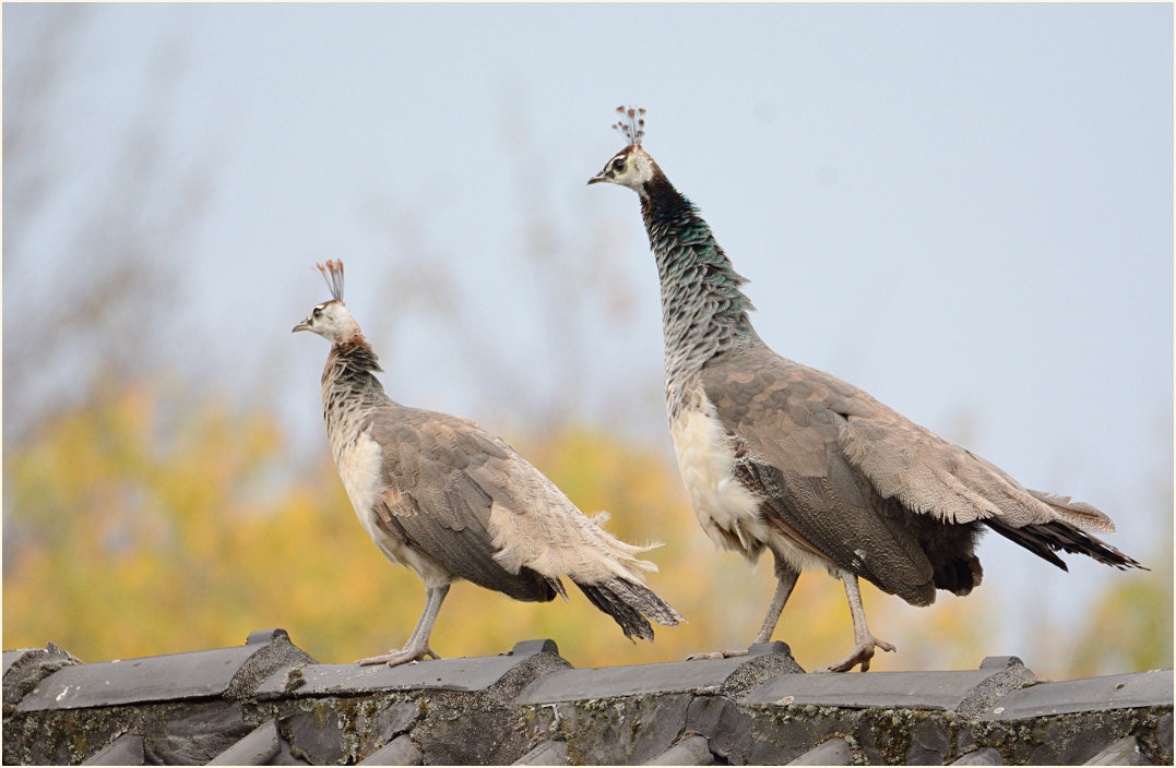 Pfau (Pavo cristatus)
