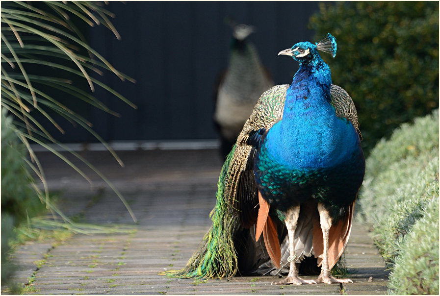Pfau (Pavo cristatus)
