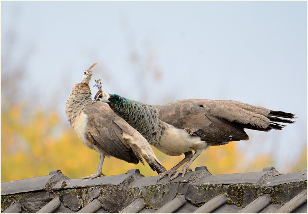 Pfau (Pavo cristatus)