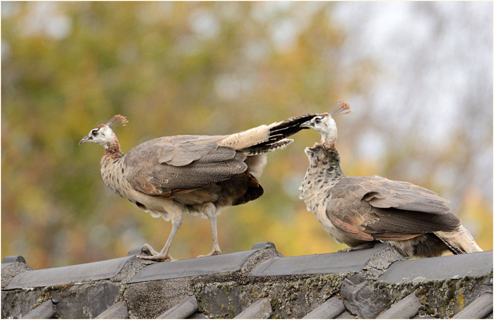 Pfau (Pavo cristatus)