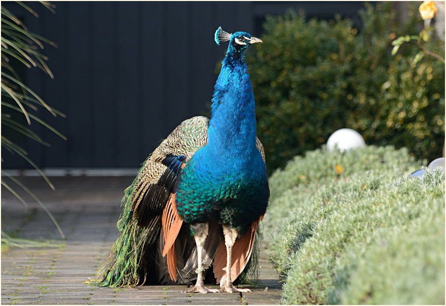 Pfau (Pavo cristatus)