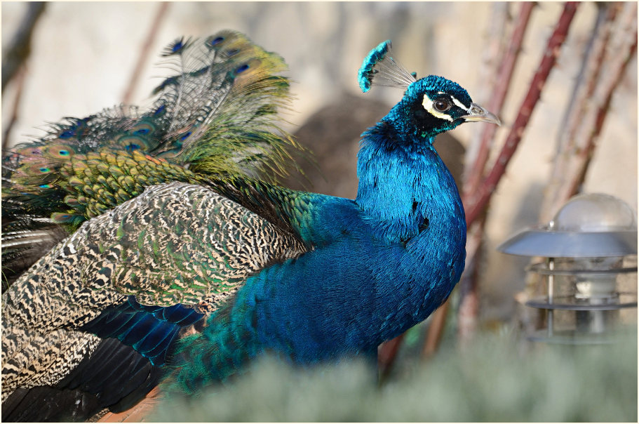 Pfau (Pavo cristatus)