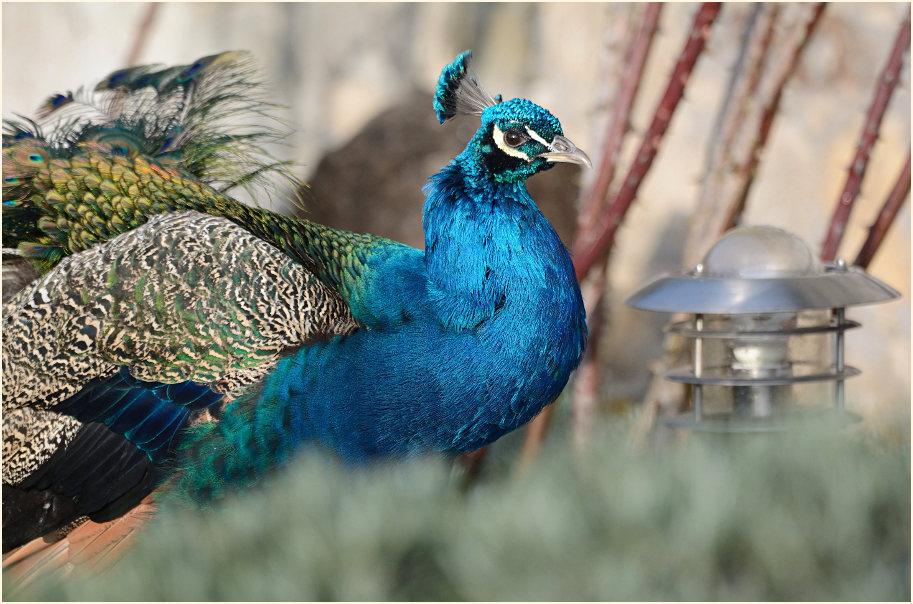 Pfau (Pavo cristatus)