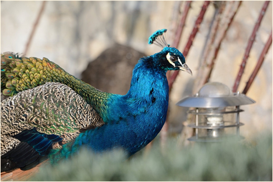 Pfau (Pavo cristatus)
