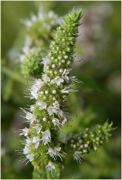 Pfefferminze (Mentha x piperita)